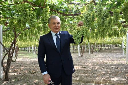 Altyaryk's Experience in Viticulture